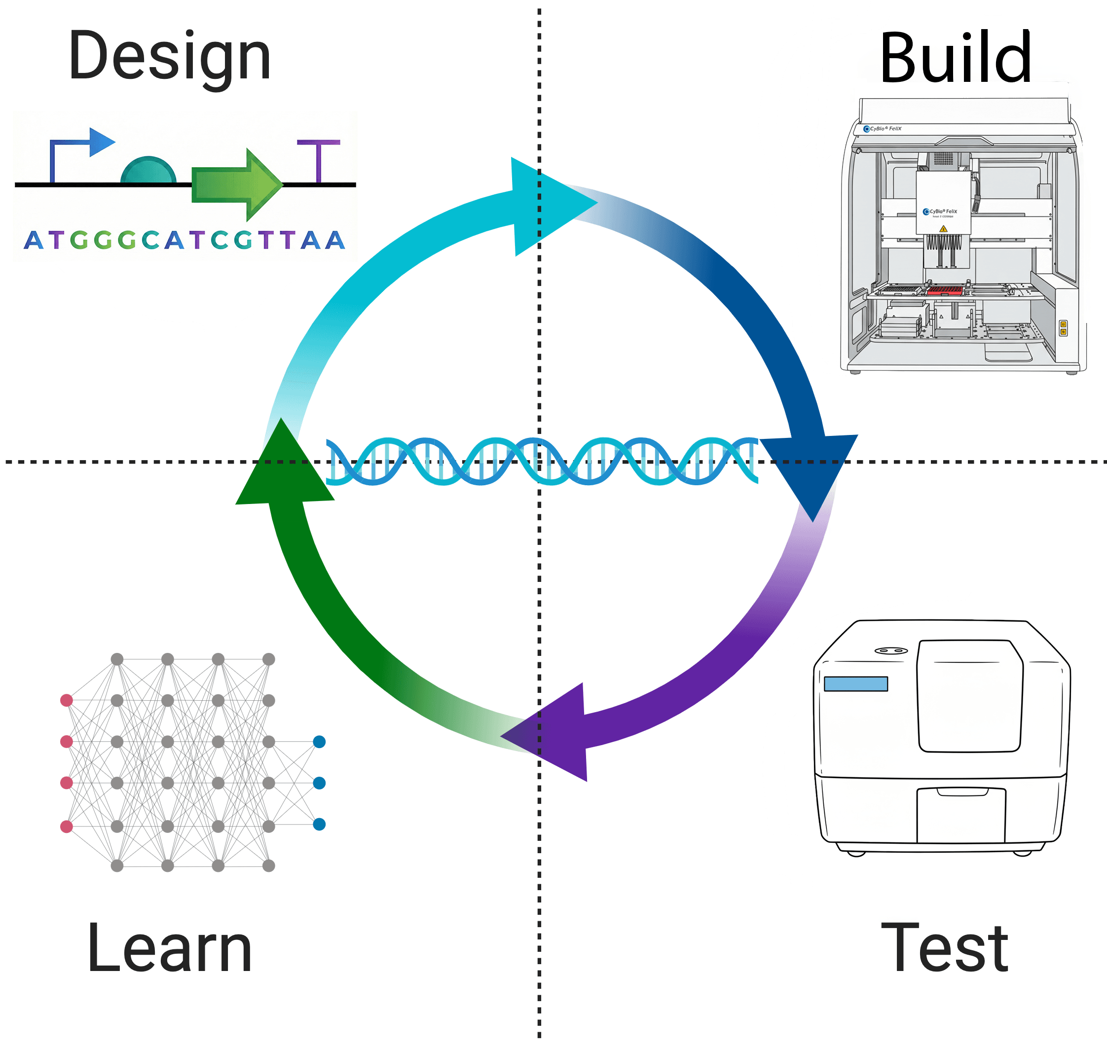 Strain Design & Engineering