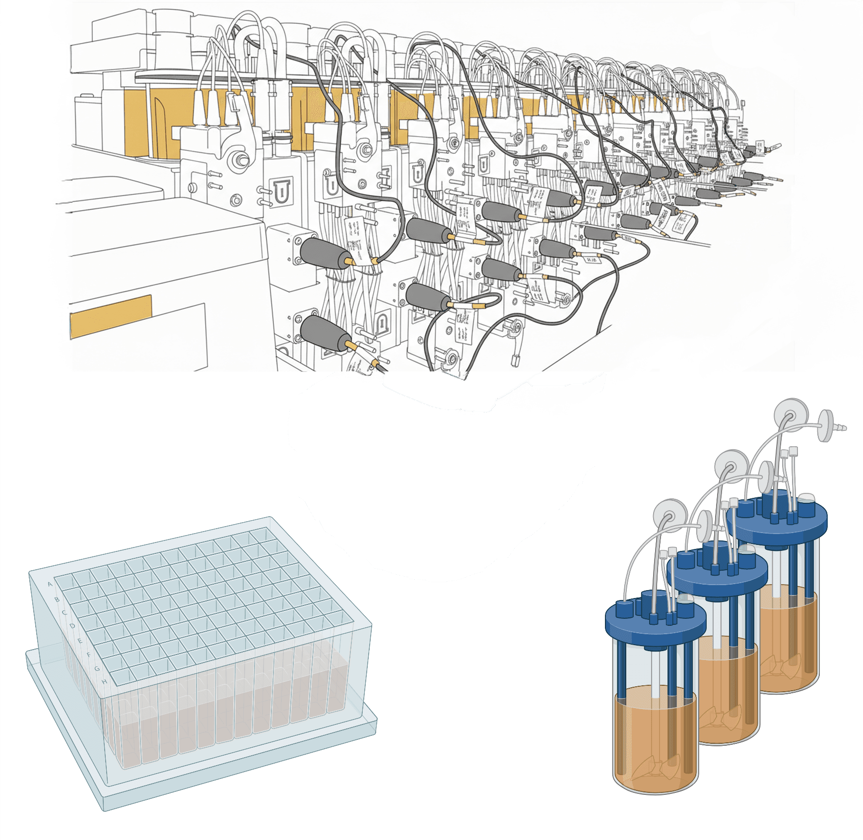 Fermentation